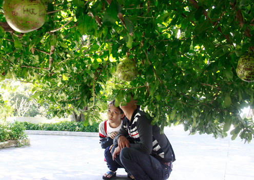 Tình[-]trạng[-]khắc[-]chữ[-]bừa[-]bãi[-]lên[-]đào[-]tiên[-]khiến[-]nhiều[-]người[-]tò[-]mò.[-]Hầu[-]hết[-]người[-]xem[-]đều[-]lắc[-]đầu[-]vì[-]chùa[-]bị[-]mất[-]cảnh[-]quan[-]và[-]phản[-]cảm[-]đổi[-]với[-]du[-]khách.[-]Theo[-]Hòa[-]thượng[-]trụ[-]trì[-]chùa[-]Linh[-]Ứng[-]Thích[-]Thiện[-]Nguyện,[-]nhà[-]chùa[-]thường[-]xuyên[-]nhắc[-]nhở[-]du[-]khách[-]và[-]người[-]dân[-]địa[-]phương[-]nhưng[-]không[-]khả[-]thi.[-]Tơi[-]đây[-]nhà[-]chùa[-]sẽ[-]đặt[-]tấm[-]bảng[-]cấm[-]viết[-]bậy[-]lên[-]đào[-]tiên[-]để[-]đặt[-]dưới[-]gốc[-]hai[-]cây[-]đào[-]này.